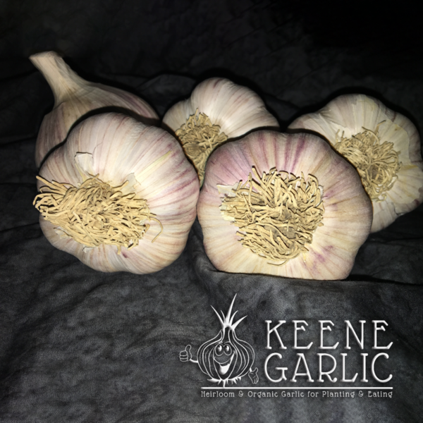 Korean Red (Wisconsin) Garlic Bulbs