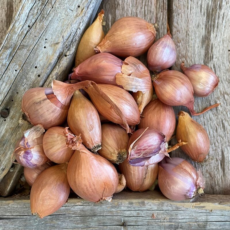 Red Shallot Sets Certified Organic