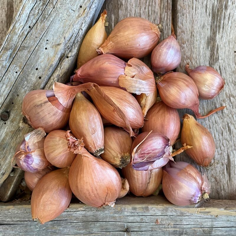 Red Shallots - Certified Organic - Fall Planting