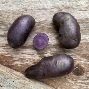 Magic Molly Fingerling Seed Potatoes - Organic - 1lb