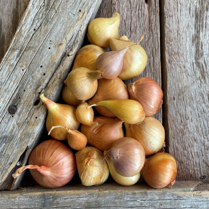 Choosing the Right Shallot Varieties for Your Garden
