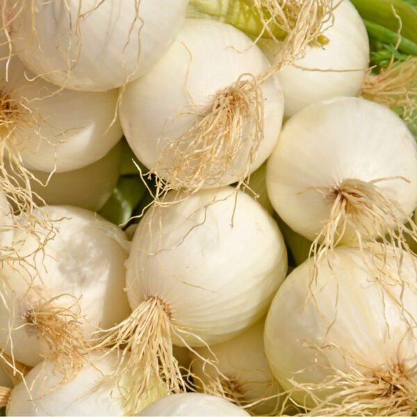 Gladstone Onion Plants - Certified Organic