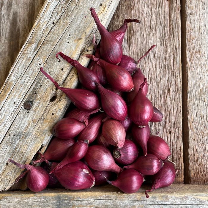 Red Wethersfield Onion Sets Naturally Grown