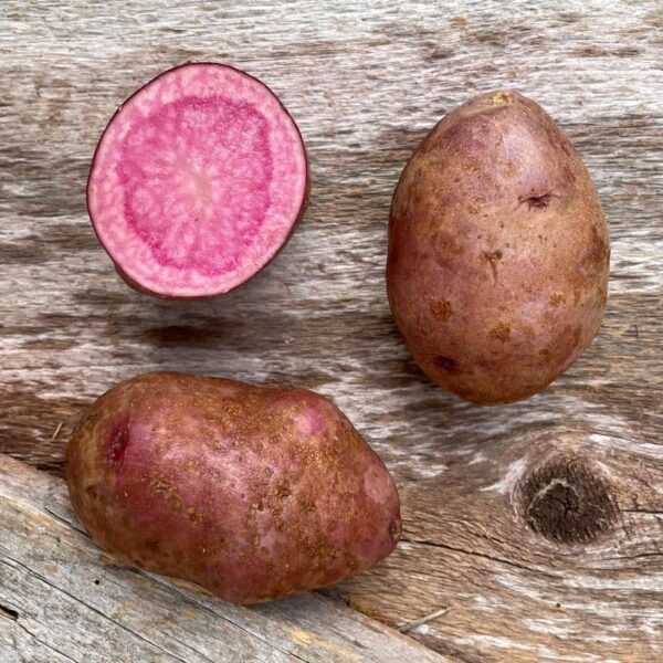 Adirondack Red Seed Potato - Organic