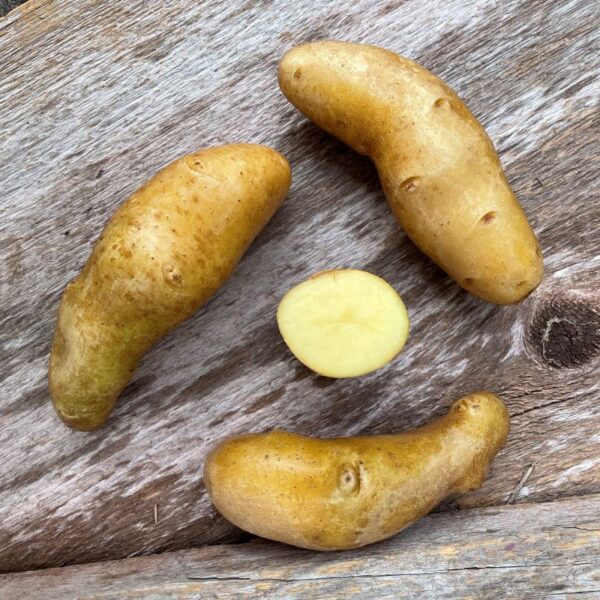 Austrian Crescent Fingerling Seed Potato - Organic