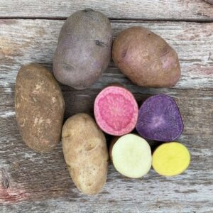 Color Palette Seed Potato Sampler- Organic
