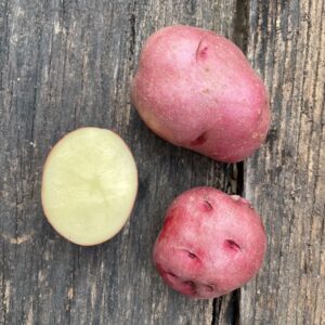 Dark Red Norland Seed Potato - Organic