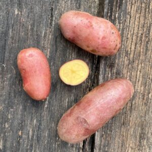 French Fingerling Seed Potato - Organic