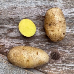 German Butterball Seed Potato - Organic