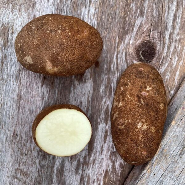 Gold Rush Russet Seed Potato - Organic