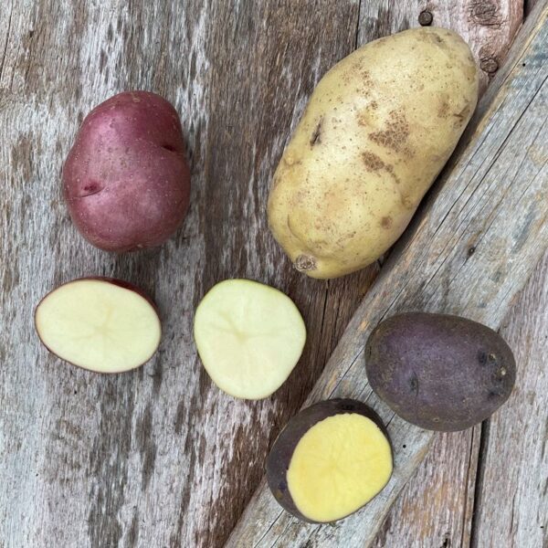 Season-Long Seed Potato Sampler- Organic