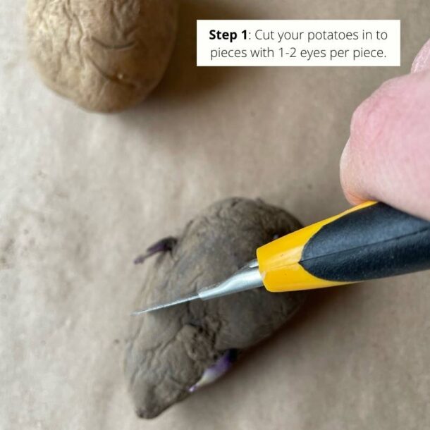 Potato Planting Instructions Keene Garlic