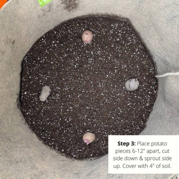 Potato Planting Instructions Keene Garlic