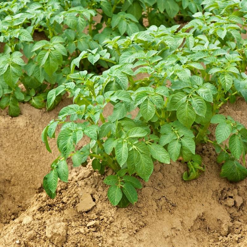 Image of Potato plant