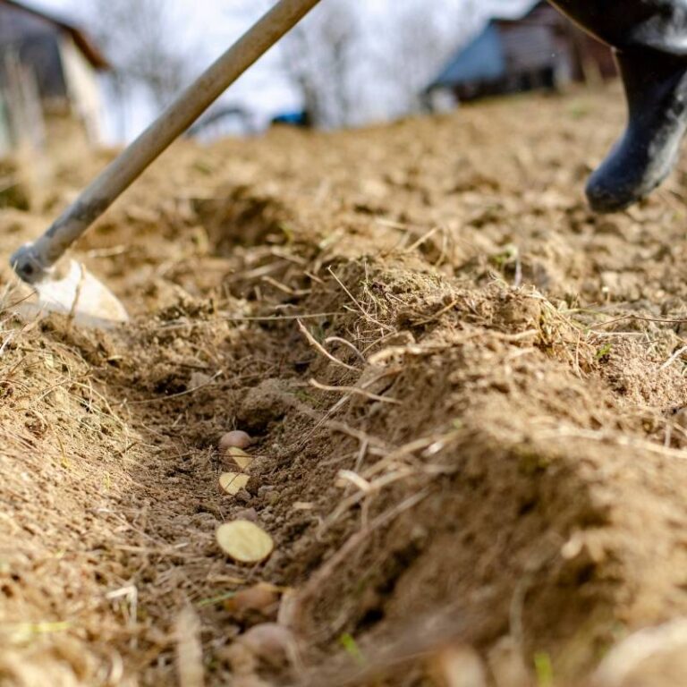 Potato Planting Instructions Keene Garlic