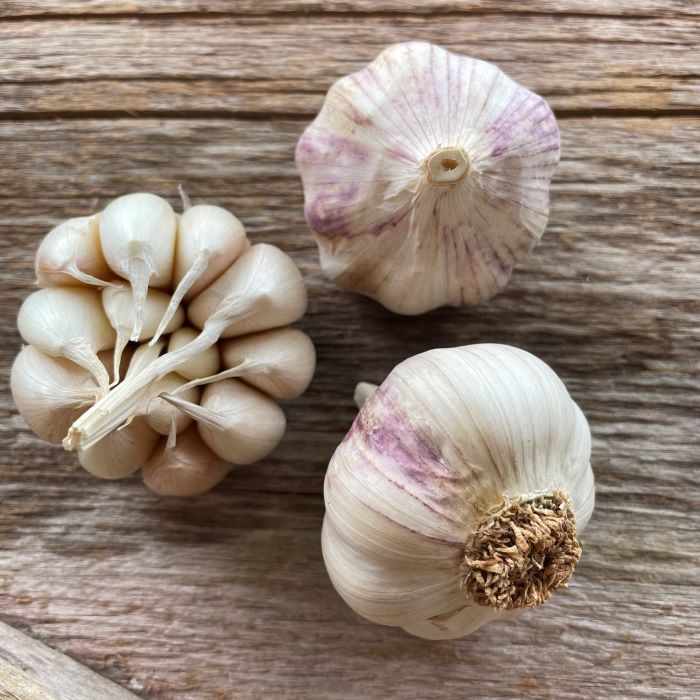 Early Portuguese Garlic Bulbs