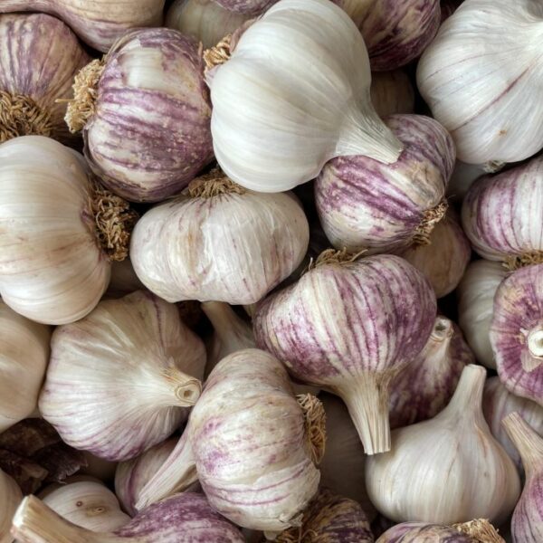 Early Portuguese Naturally Grown Garlic Bulbs