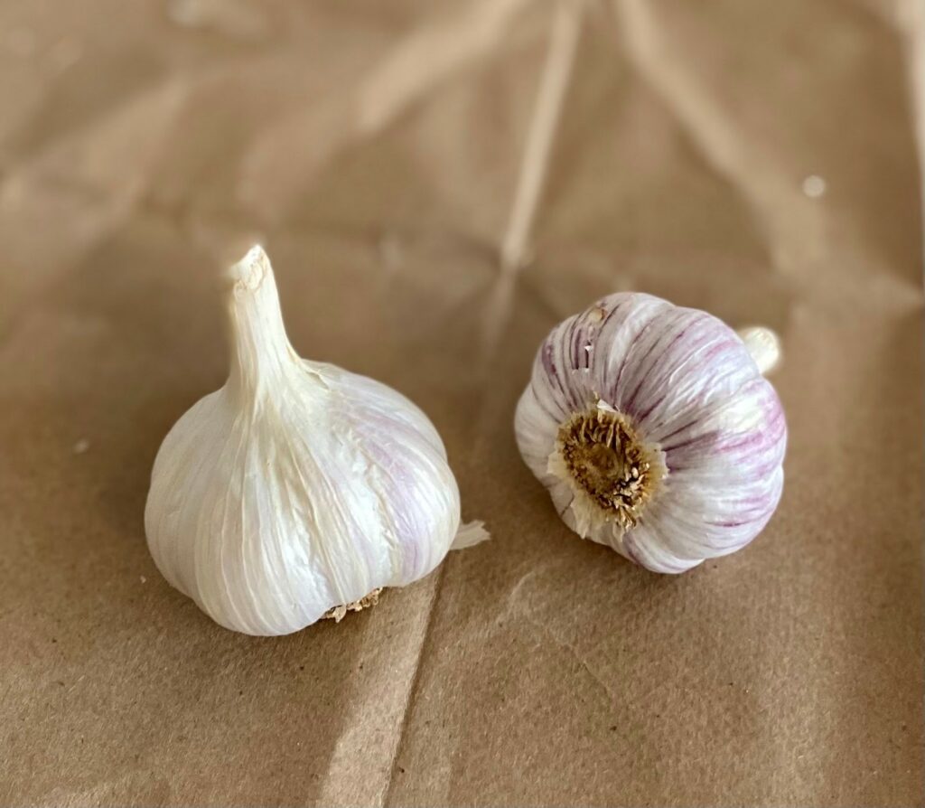 Bavarian Purple Garlic