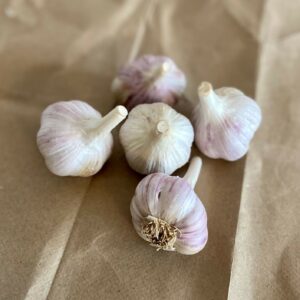 Chrysalis Purple Garlic Bulbs