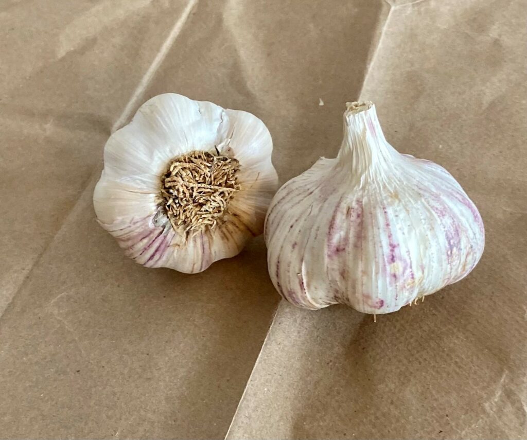 Six Rare Garlic Varieties That We Tested This Year