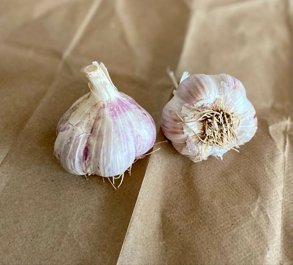 Svea Garlic