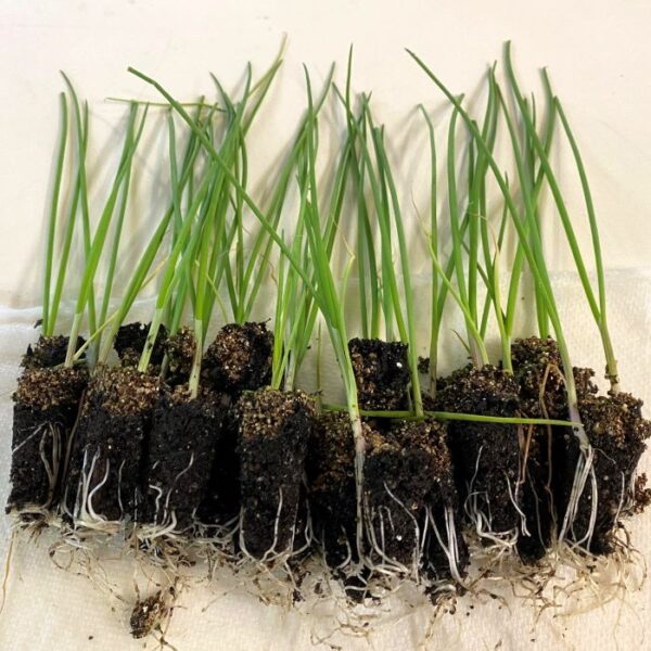 Cabernet Onion Plants - Certified Organic