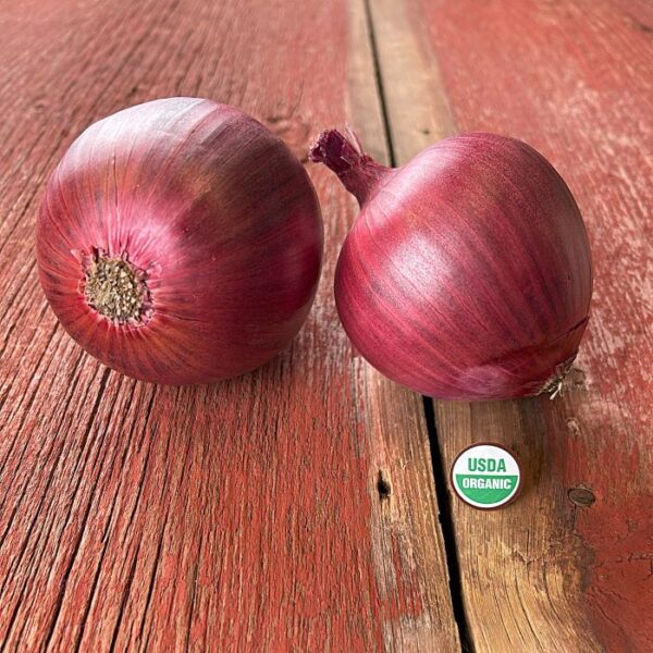 Cabernet Onion Plants - Certified Organic