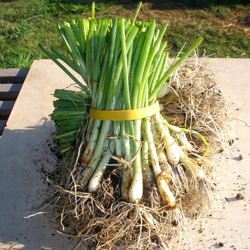 Growing Organic Shallots