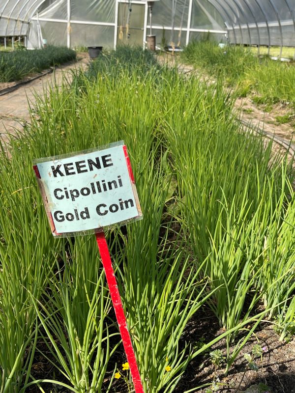 Cipollini Gold Coin Onion Transplants- Certified Organic