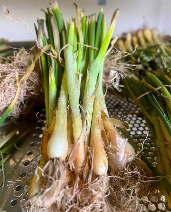 Calibra Onion Transplants - Certified Organic