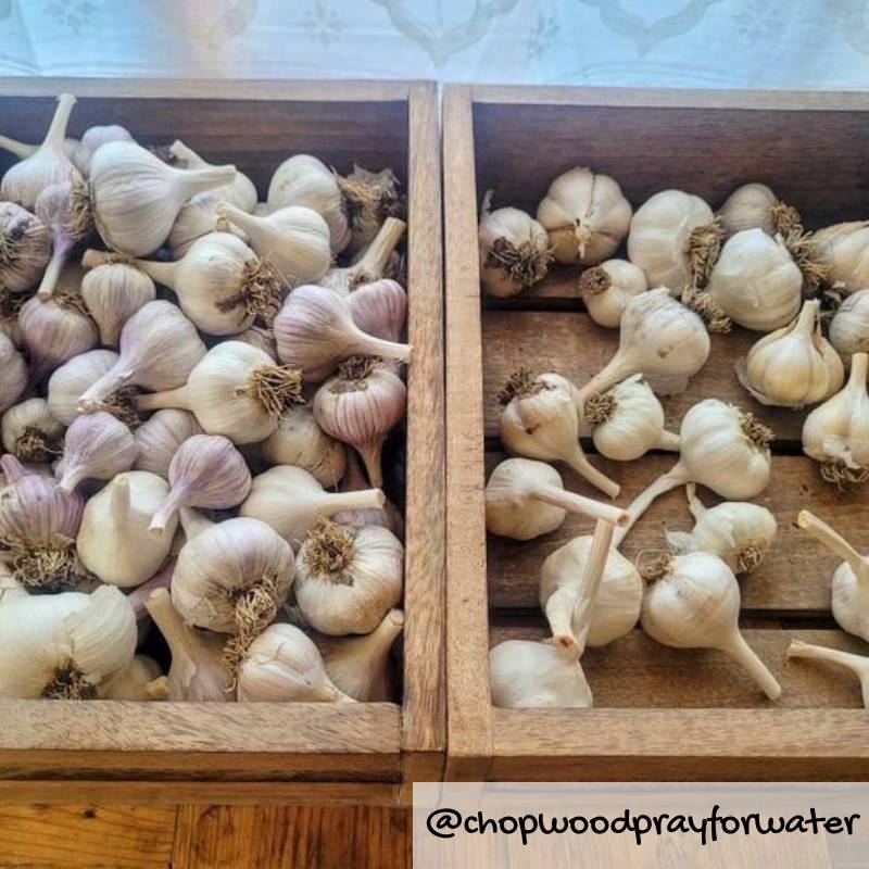 Martha Stewart Harvests Keene Garlic on her Farm