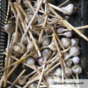 Keene Organics Garlic photo 11