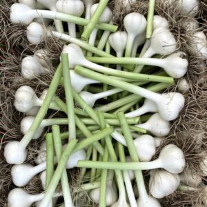 Garlic Bulbs Ready to Cure