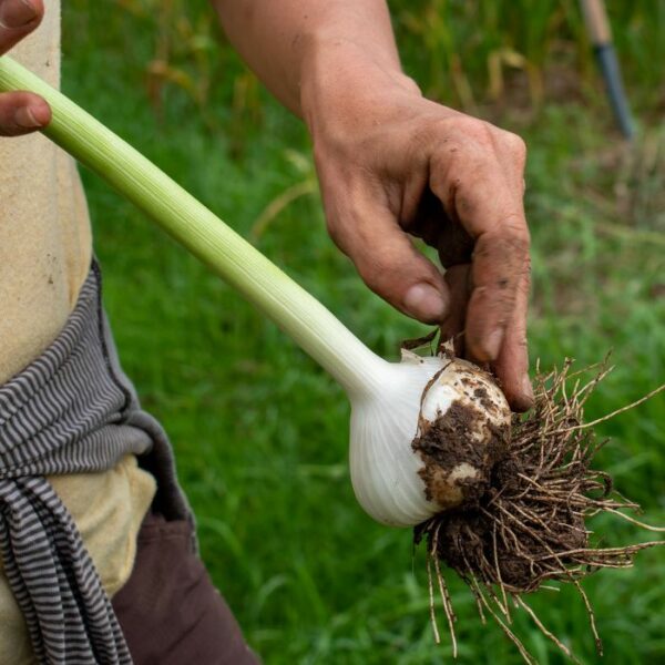 Storing Garlic Keene Garlic