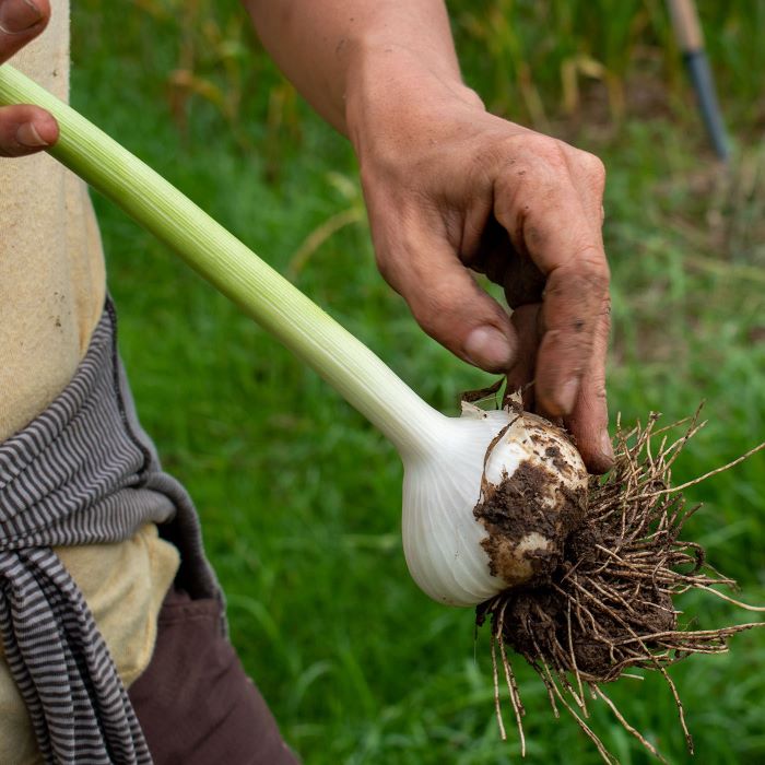 Prepare garlic for curing