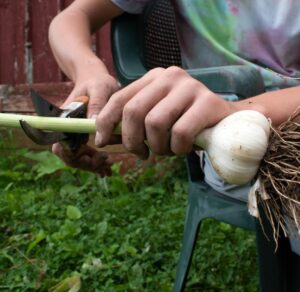 How to Trim Garlic