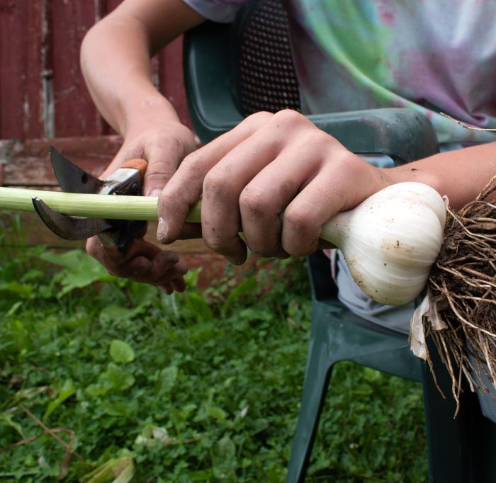 Harvesting Garlic When & How