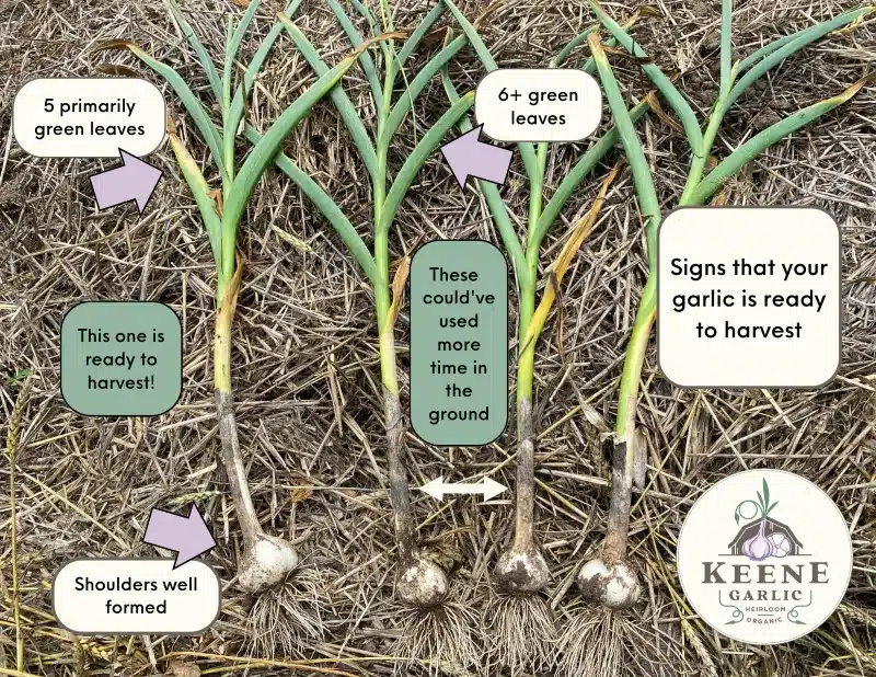 Garlic Bulb Maturity Is your garlic ready to harvest