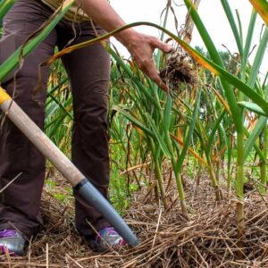 Garlic bulb pulled from ground