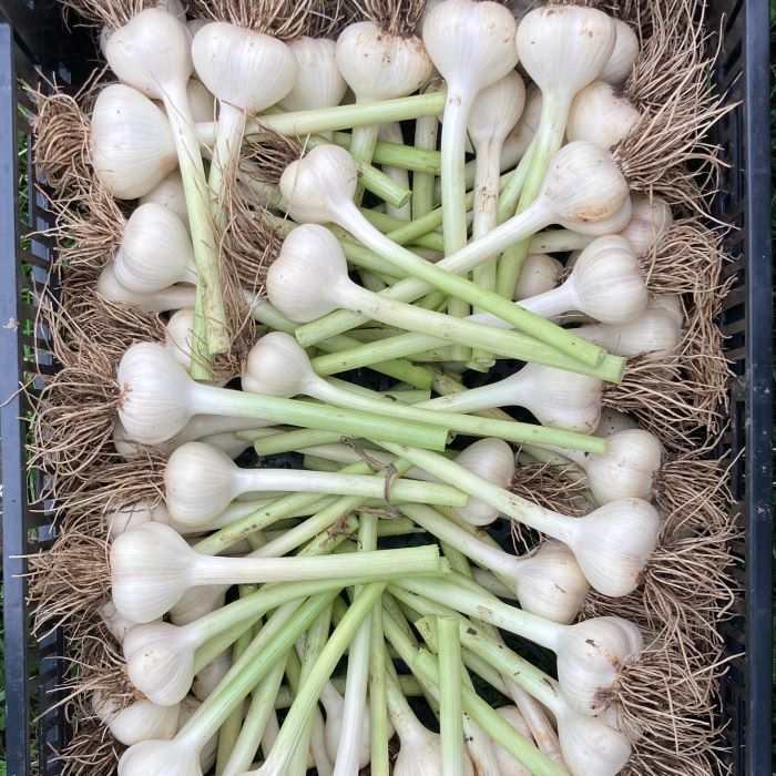 Garlic Bulbs Clean and Trimmed