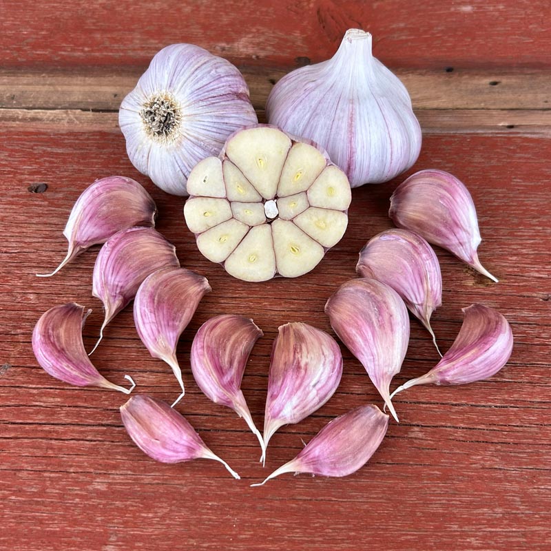 Chesnok Red Naturally Grown Garlic Bulbs