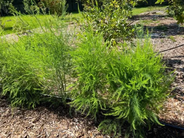 Asparagus Crown Sampler Naturally Grown