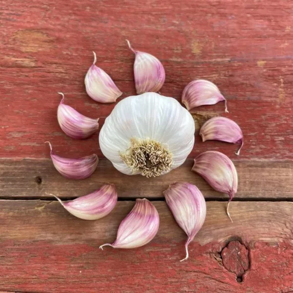 Purple Creole Garlic Bulbs – Spring Planting