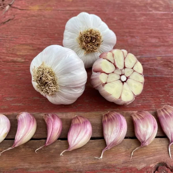 Purple Creole Naturally Grown Garlic Bulbs