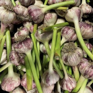 Curing Garlic Bulbs