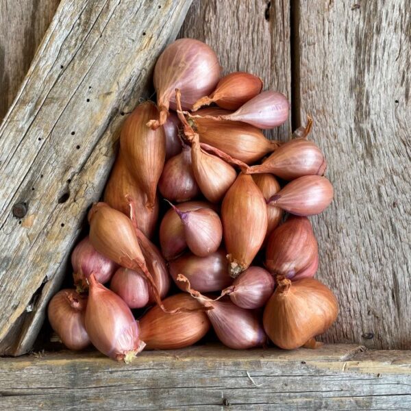 Red Shallots Certified Organic – Spring Planting