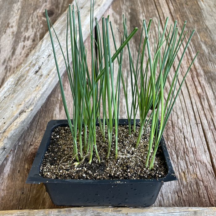 Lancelot Leek Plants - Certified Organic