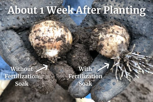 Cloves With Fertilization Soak Keene