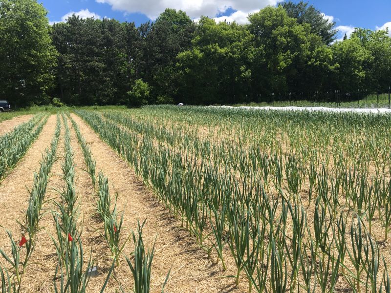 Gorgeous Garlic Field