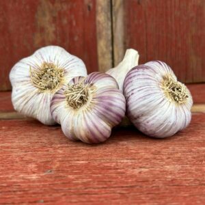 Russian Red Garlic Bulbs